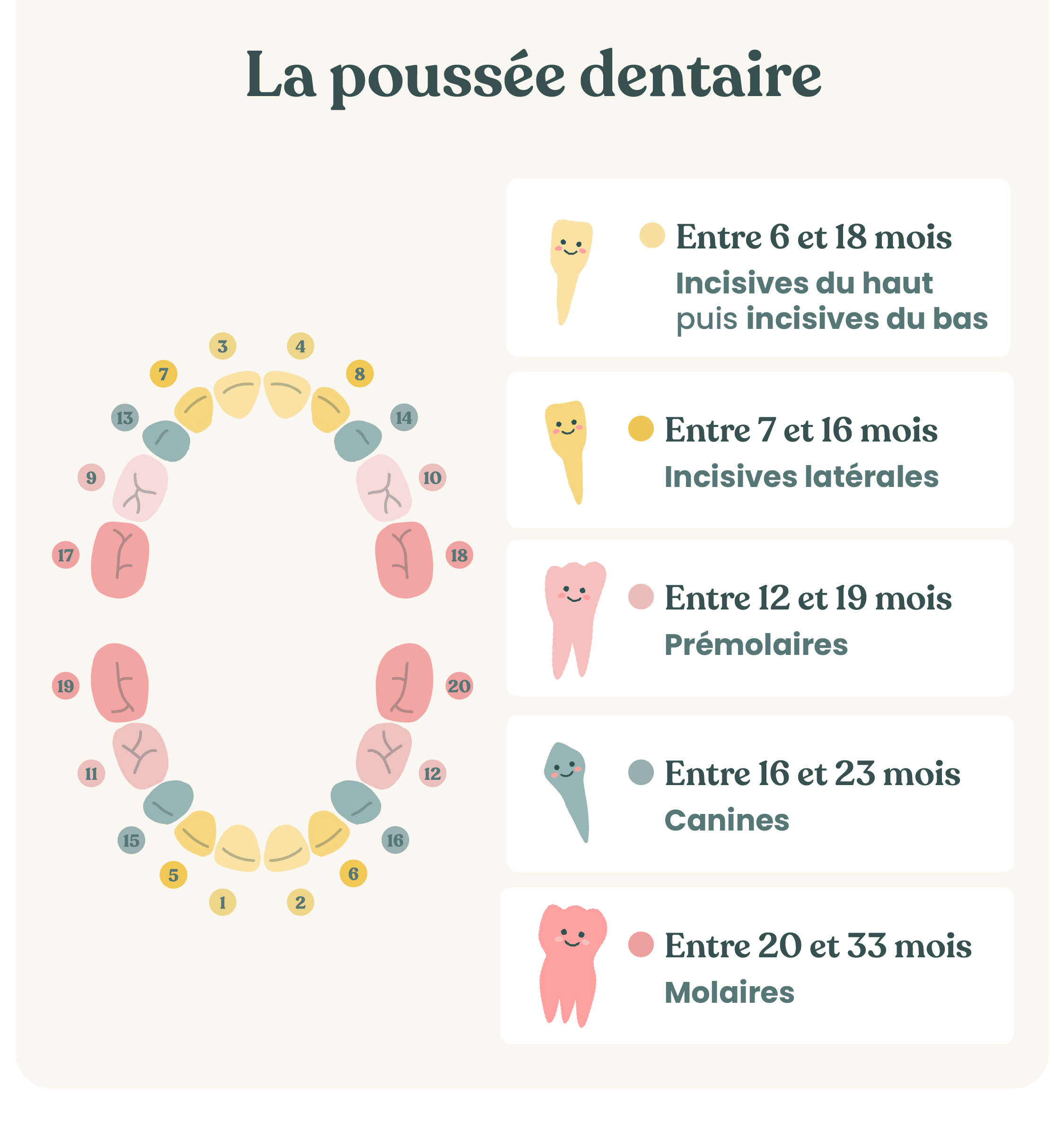 article dentsnourrisson min e1737043443262